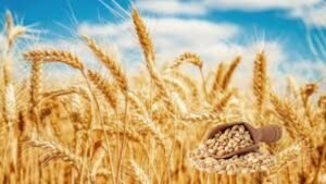 Campo dourado de cevada madura ao sol com concha de madeira cheia de grãos de cevada perlada – ilustração perfeita de “o que é cevada” e por que ela voltou com tudo em 2025