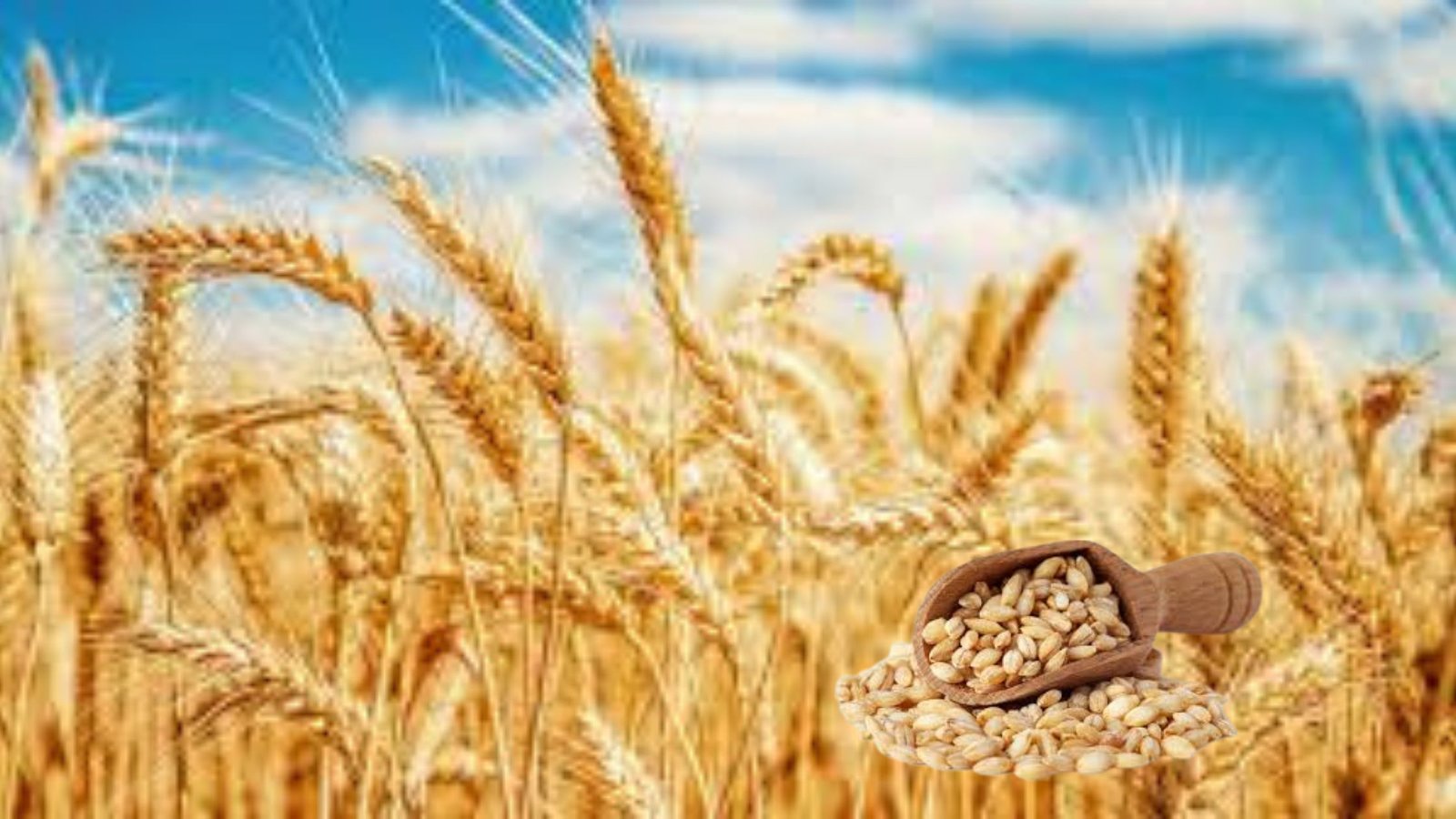 Campo dourado de cevada madura ao sol com concha de madeira cheia de grãos de cevada perlada – ilustração perfeita de “o que é cevada” e por que ela voltou com tudo em 2025