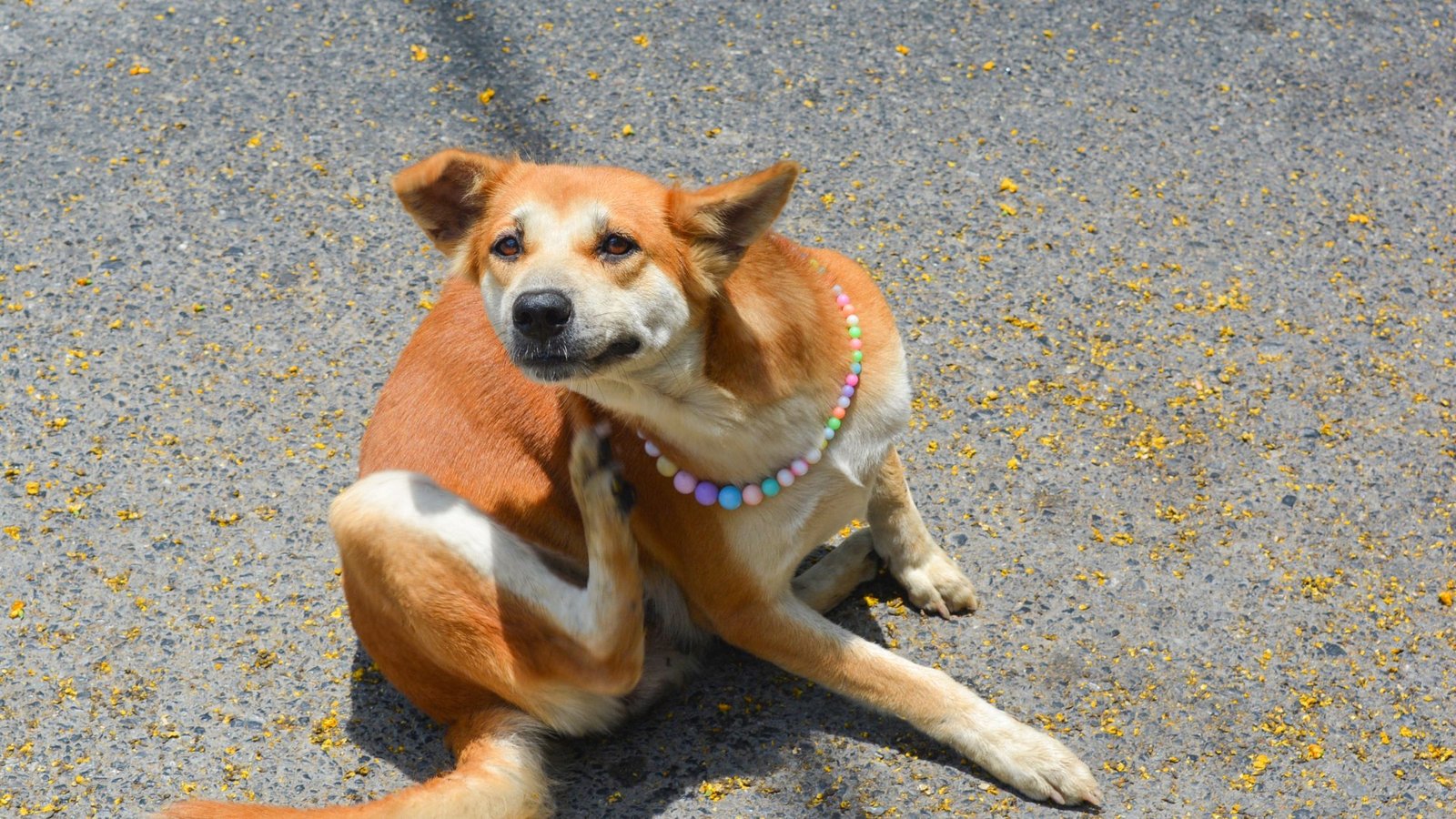 Cachorro caramelo se coçando muito no pescoço com a pata traseira, sentado no chão. Exemplo clássico de pet com coceira crônica por uso de xampu errado. Pets se coçando.