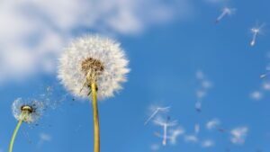 Entenda porque na primavera surgem alergias a flores e pólen e o que causa crises em 2025: sintomas, prevenção e dicas para SP, RJ e mais. ASBAI alerta +28% de casos!