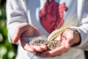 Cevada é essencial para um coração saudável e um estilo de vida sustentável. Mãos segurando sementes e ramo de cevada, simbolizando cevada .